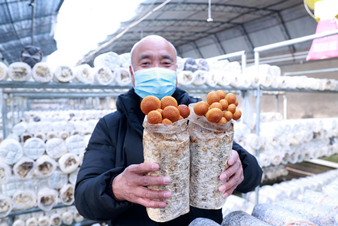 走进京郊蘑菇园  探秘小蘑菇里的大产业