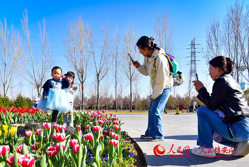 雄安悦容公园郁金香盛放，吸引了众多游客前来踏青赏花。人民网宋烨文摄