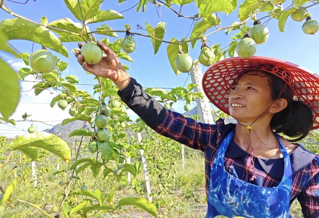 农民摘取百香果.jpg