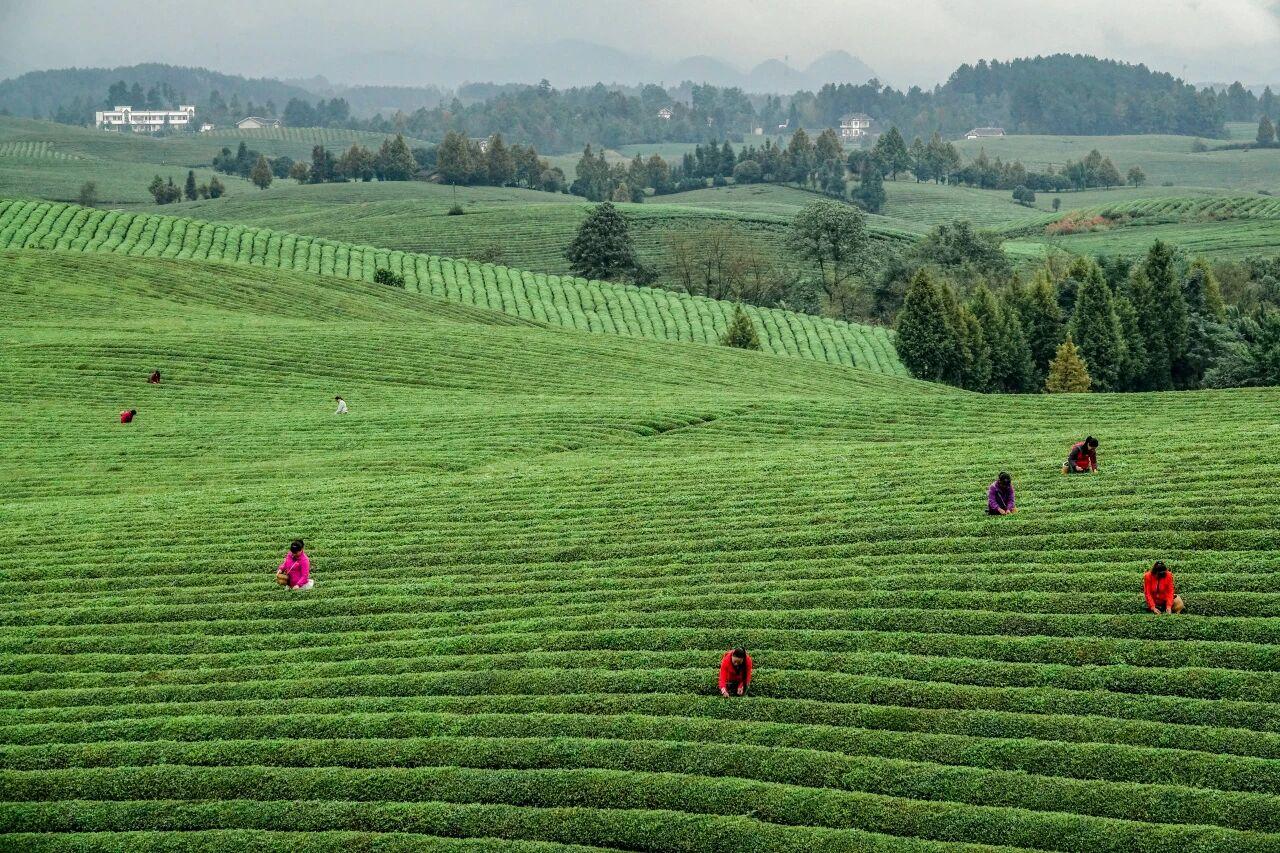 贵州省遵义市湄潭县永兴茶海。摄影 杨良强.jpg