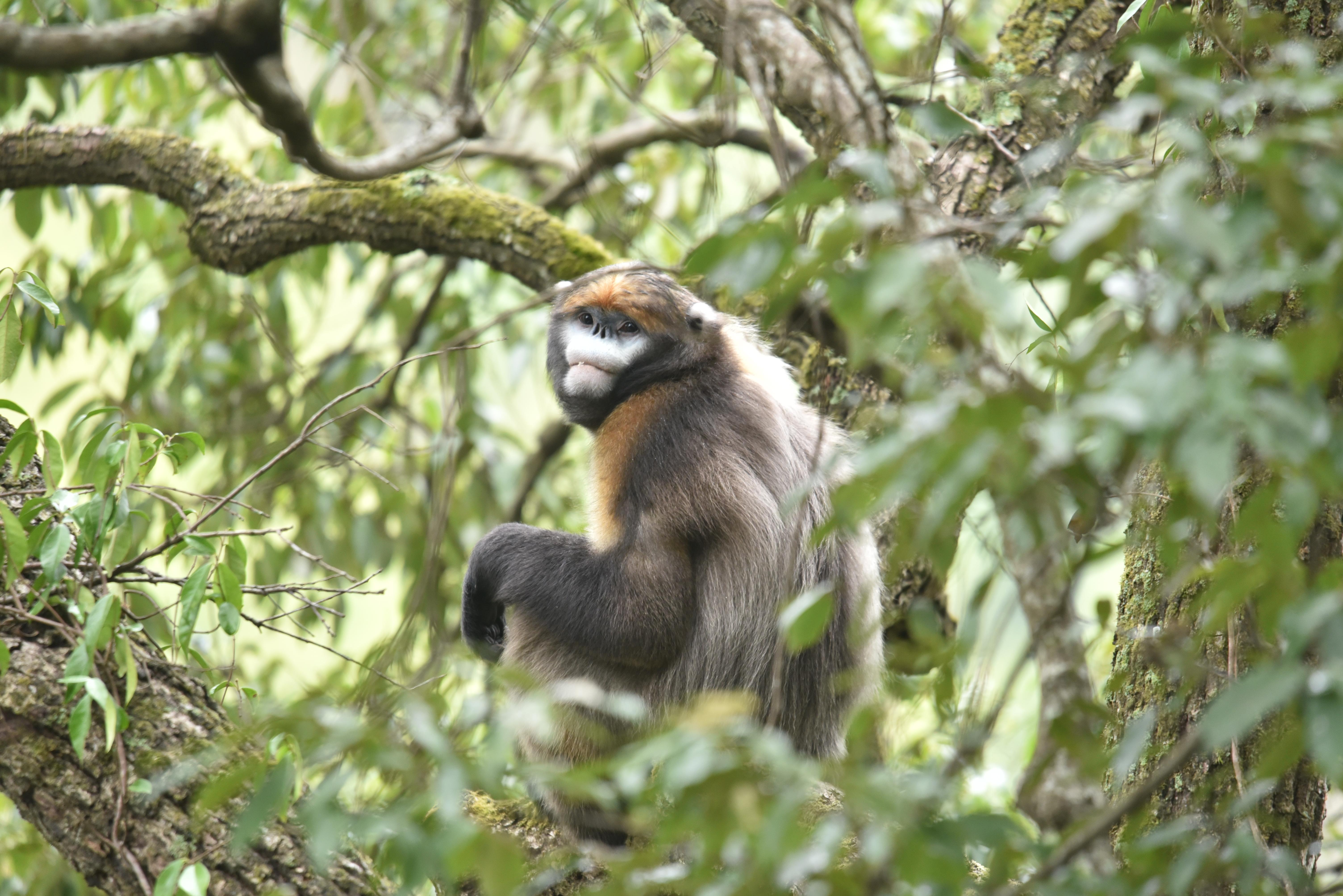 图2 梵净山黔金丝猴.jpg