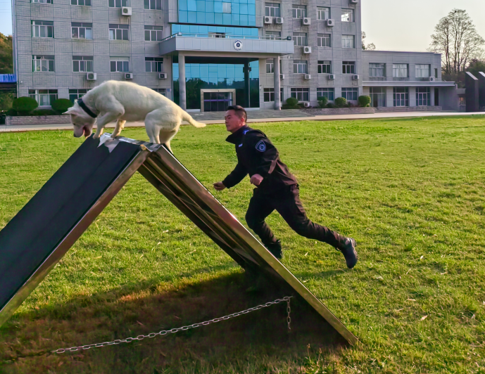 十八载坚守训犬初心 无言战友共护一方平安