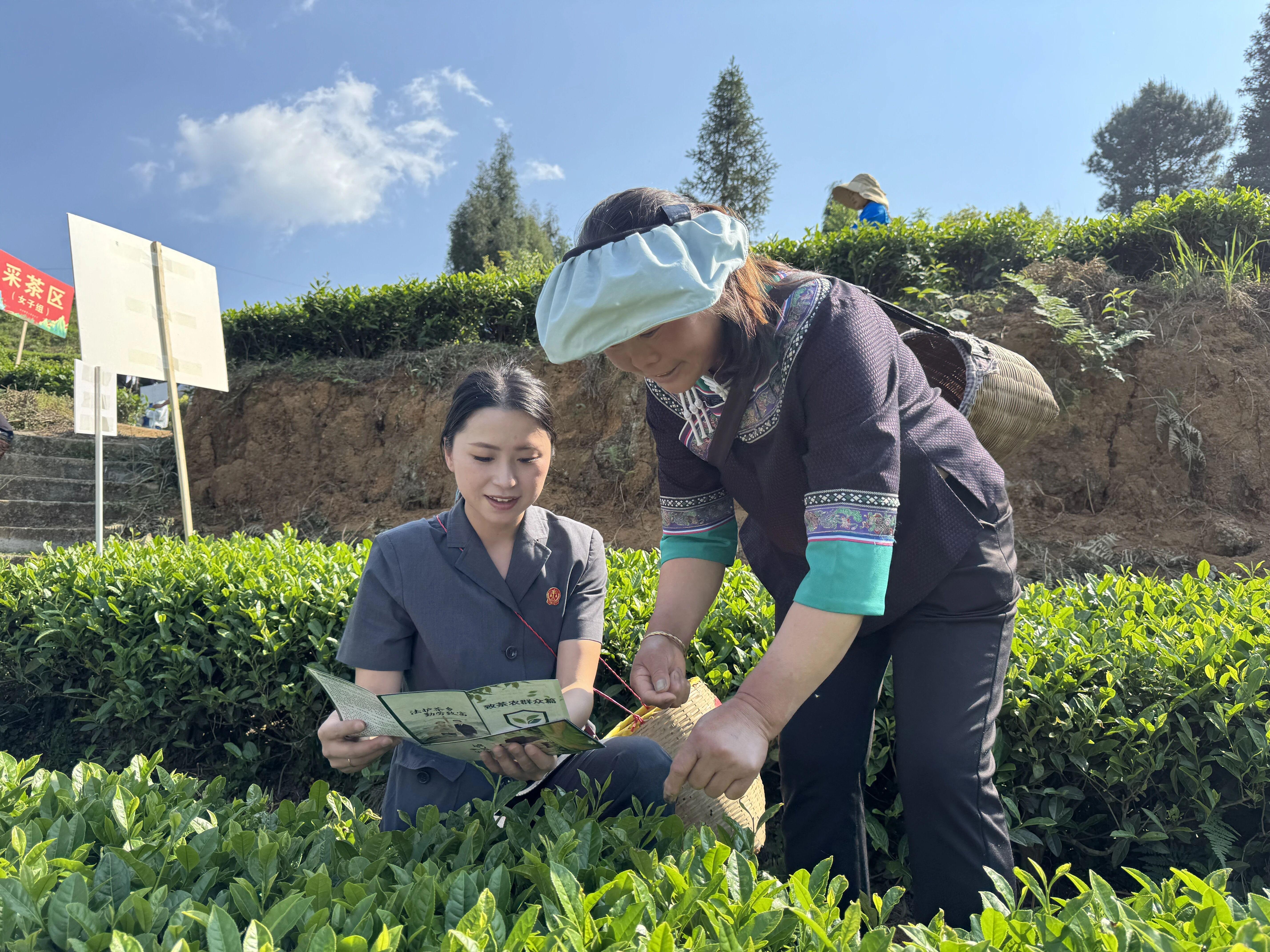 贵州紫云：法治宣传进茶园 服务群众暖人心