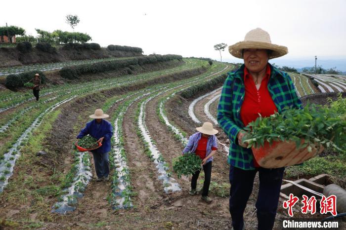 村民趁着天晴在田地里采摘蔬菜 王光华 摄