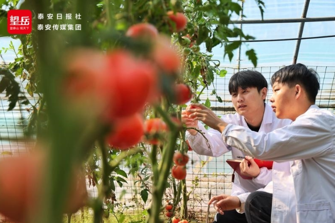 从“土里刨食”到“智慧生金” 小番茄种出“大文章”