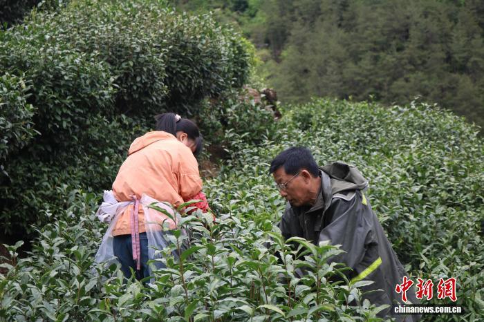 茶旅融合叠加整村运营 大别山茶村焕新生