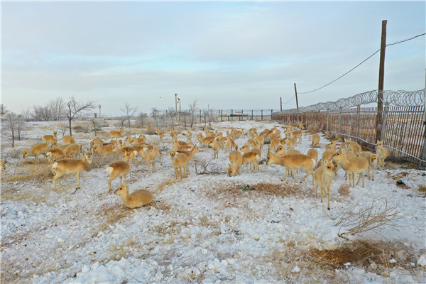 内蒙古二连浩特野生黄羊跨境觅食边检民警加强保护