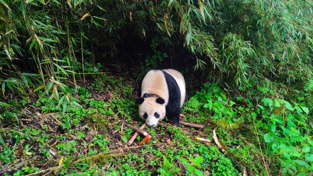 大美綻放！國家公園法施行