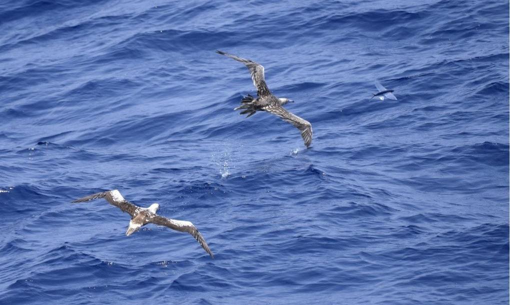 海洋生态环境资源保护检察公益诉讼典型案例发布