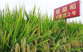 【舆情热点】网红诋毁袁隆平科研成果被刑拘 舆论谴责伪科普引流牟利乱象