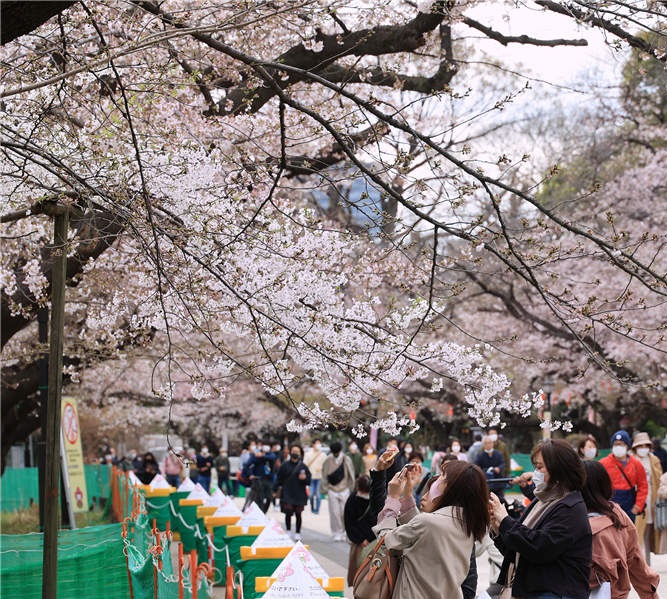 日本东京樱花盛开 吸引民众前来赏樱