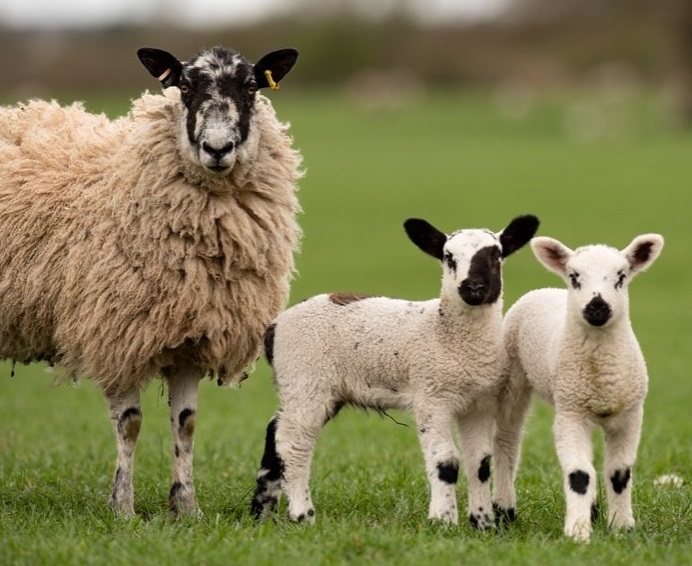 英国小羊羔绿地活动 表情呆萌