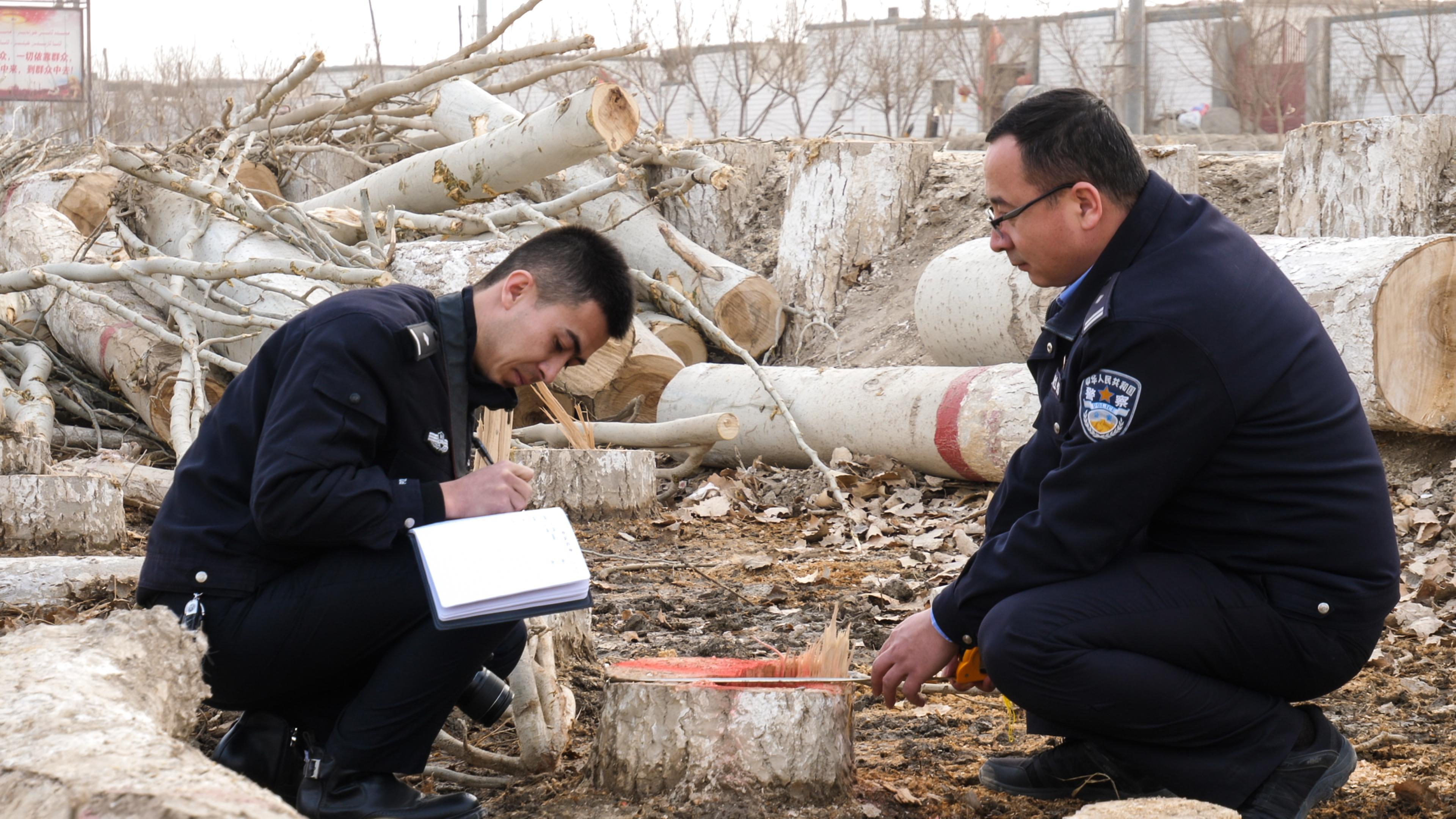 噪音扰民、滥伐林木 新疆新和县两部门联动查办