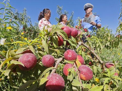 新疆库尔勒：做实“桃园警务” 播撒“安全种子”
