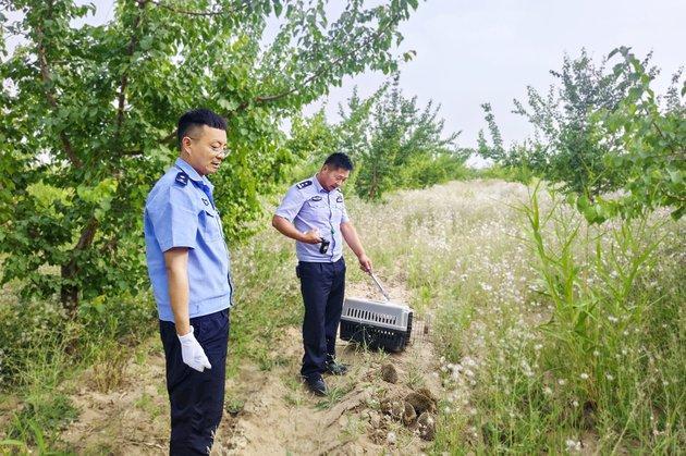 非法猎杀37只大耳猬 新疆新和警方斩断“野味养生”黑色利益链