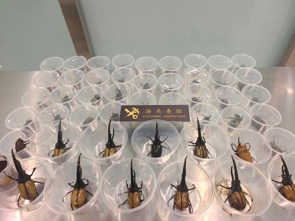 青岛胶东机场海关查获进境旅客携带“异宠”甲虫49只