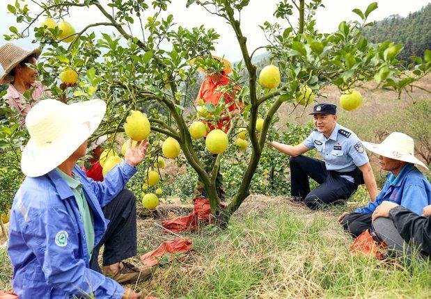 ​警护柚园果飘香